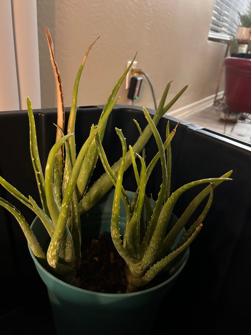 Aloe Pups-4 in total!