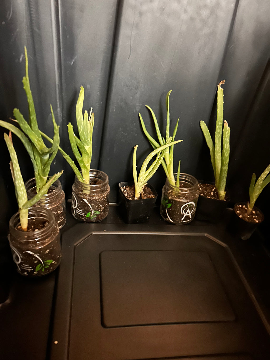 Aloe Pups-4 in total!