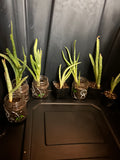 Aloe Pups-4 in total!