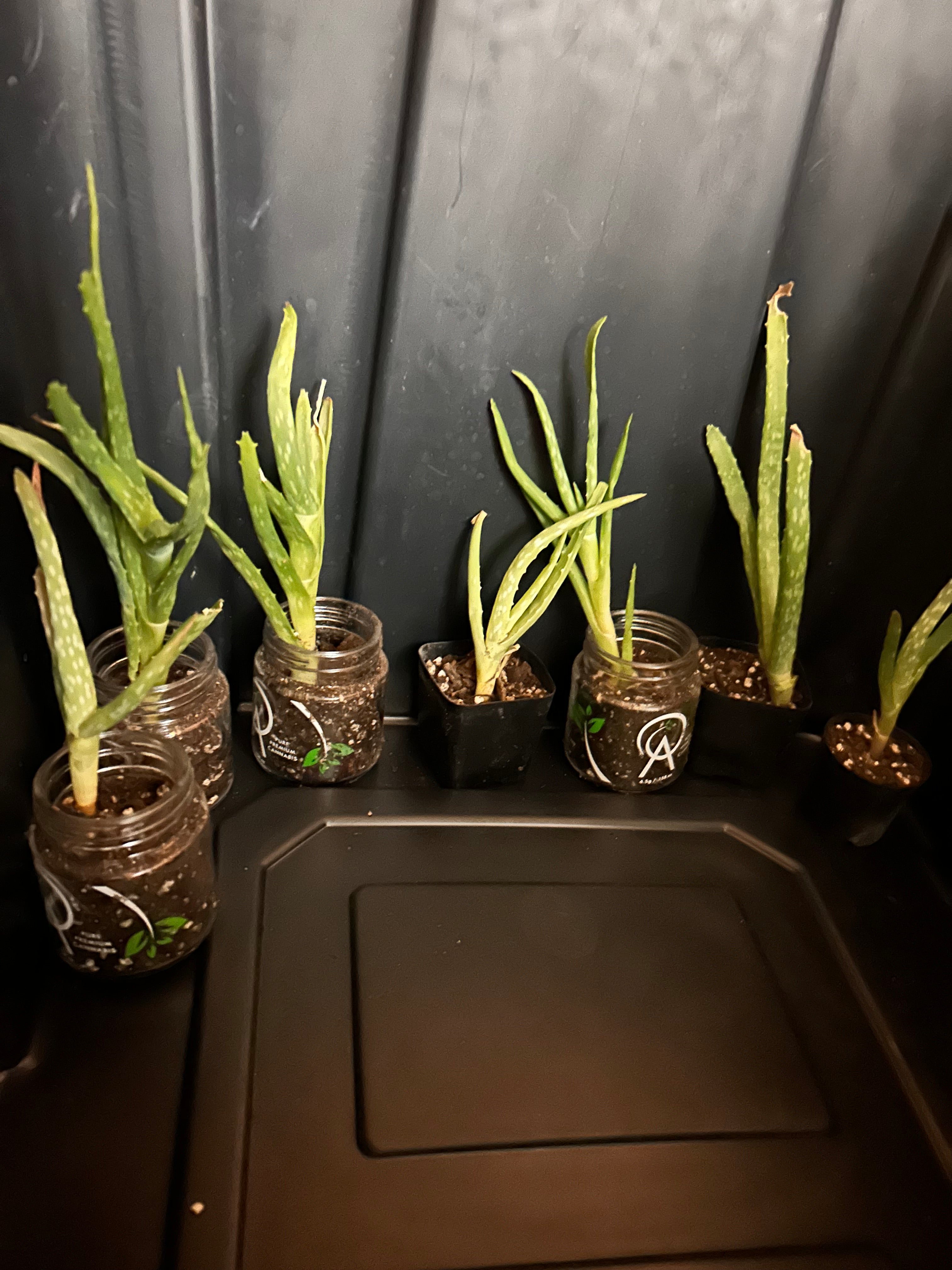 Aloe Pups-4 in total!